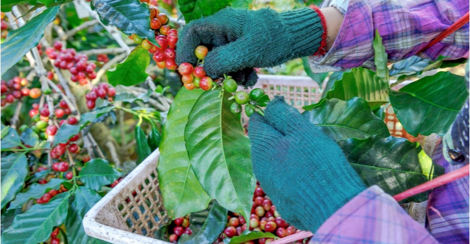 Colniza amplia produção e é considerada a capital do café em Mato Grosso –  Só Notícias